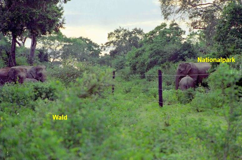 Elefanten in und ausserhalb Nationalpark